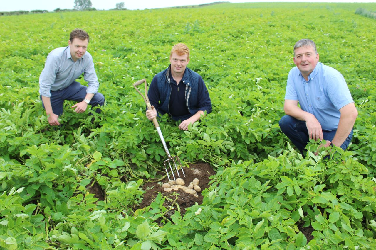 Lockdown leads to resurgence in potato consumption across NI