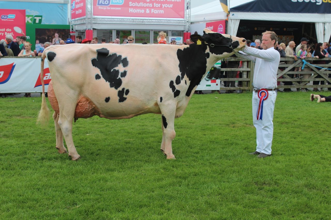Mostragee Holsteins win Balmoral Inter-Breed Dairy Championship