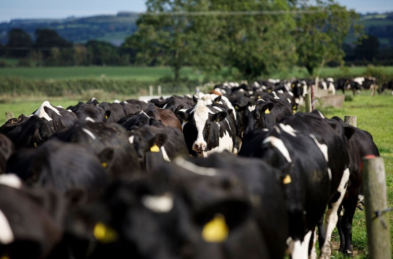 GHG emissions decrease in 2020 - though dairy sees increase