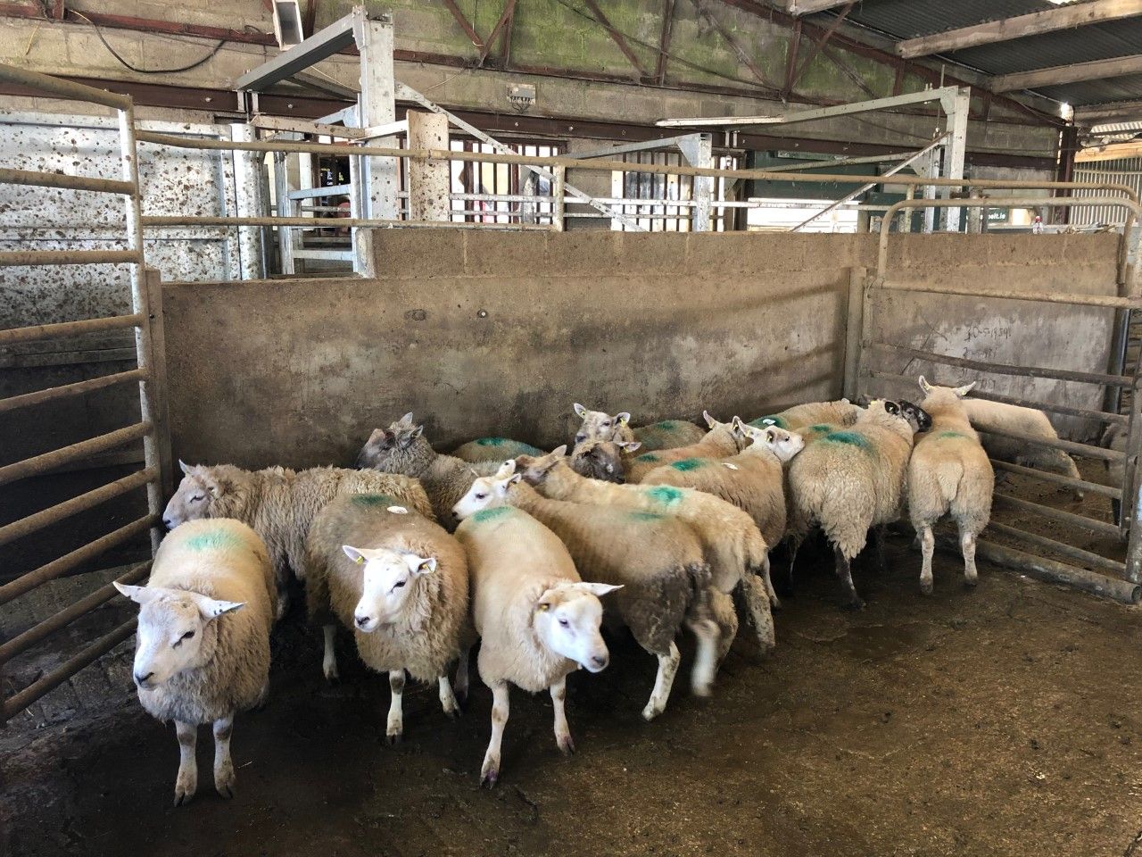 Sheep trade: Processors warn of cuts of up to €13/head for hoggets and €8/head for spring lambs
