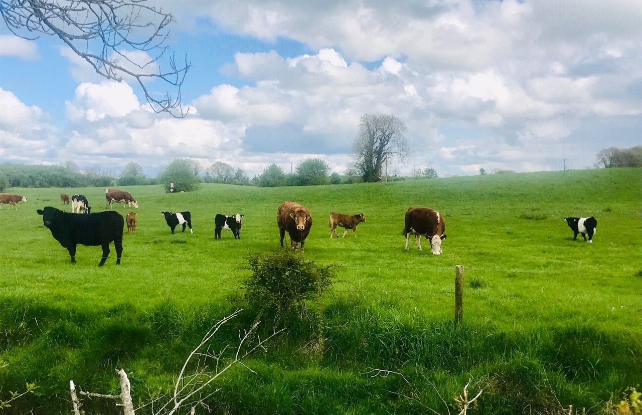 Ciaran Fitzgerald: 'Is Irish agriculture destined to struggle and drift?'