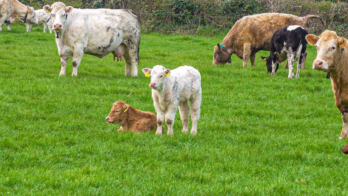TB reactors in Ireland drop slightly within one year