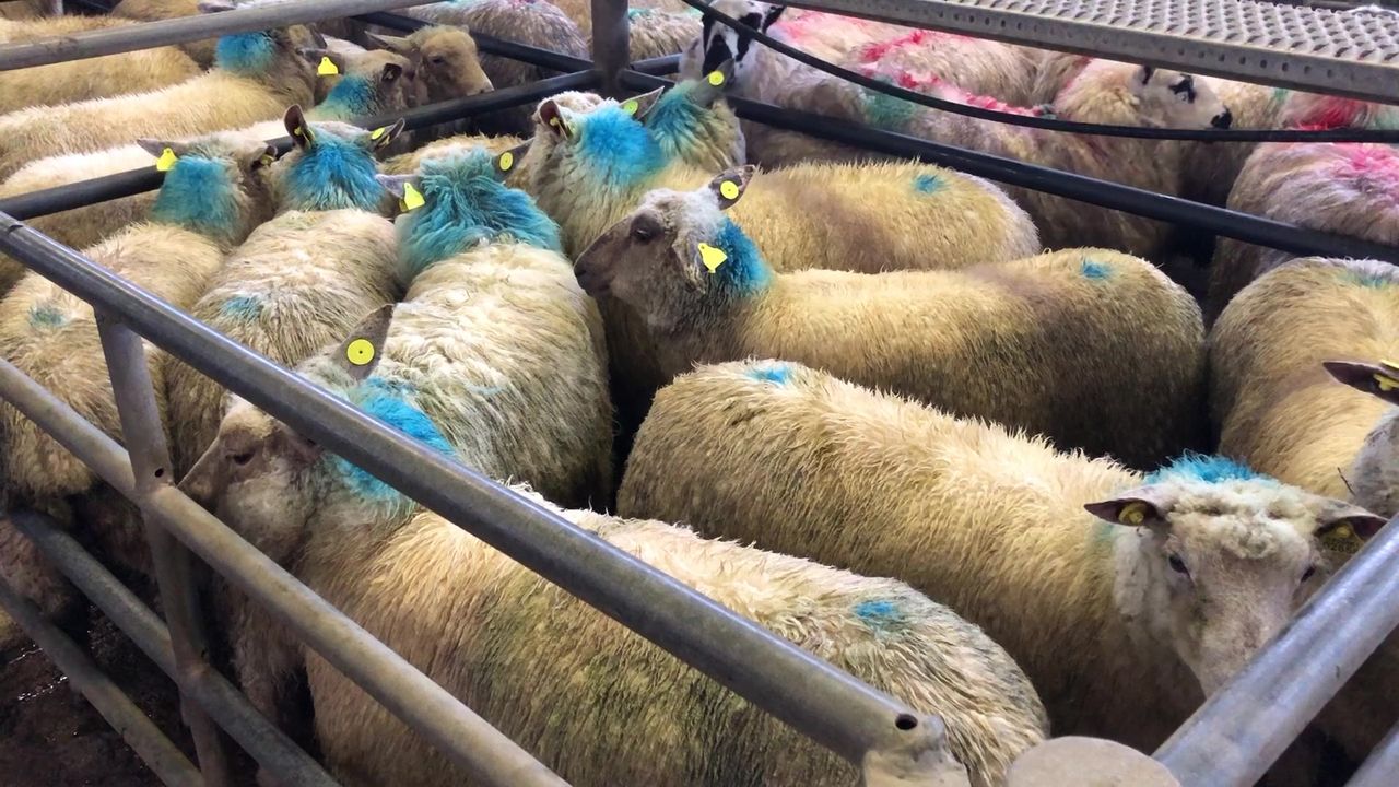 Sheep trade: Hogget prices continue upward surge, as top prices hit €6.70/kg