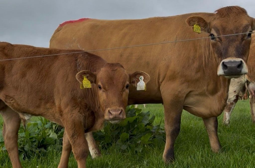 A typical cow-calf pair on the farm