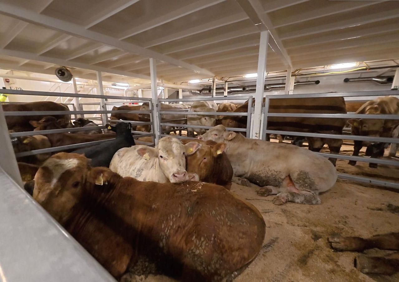 Watch: See inside Maxwell Livestock dispatch of first boat-load of bulls