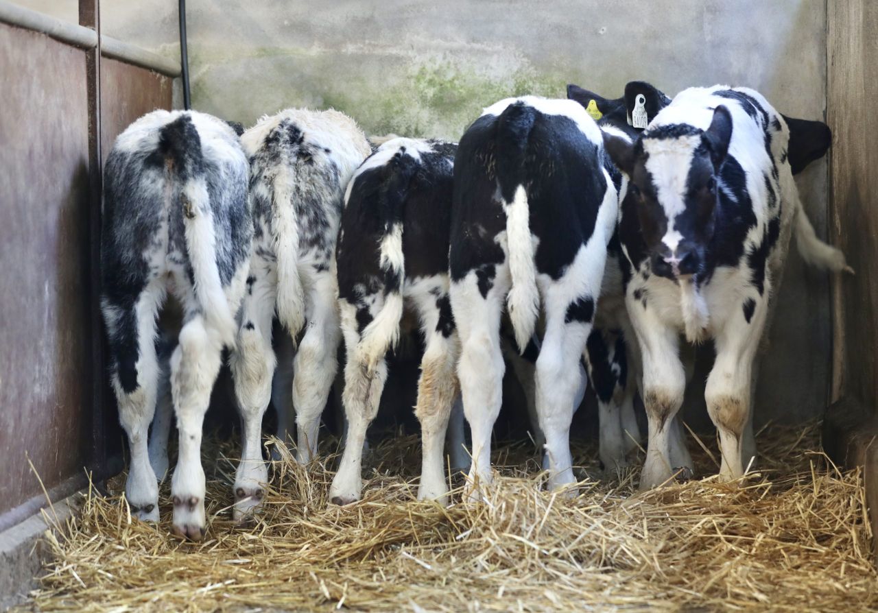 Top price of €1,150 as 2,545 calves sold in Bandon Mart in one day