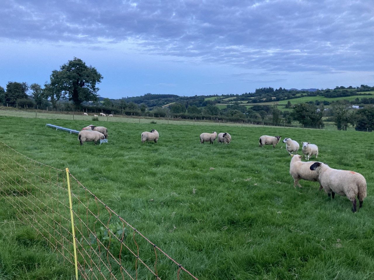 Sheep trade: Factories remain firm on price