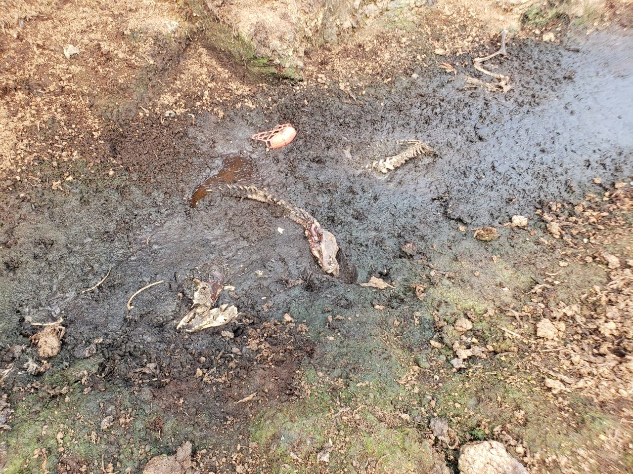 Call for investigation after greyhound remains found in bog