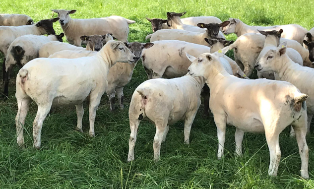 Sheep focus: Kildalton Agricultural College gets ready for breeding season
