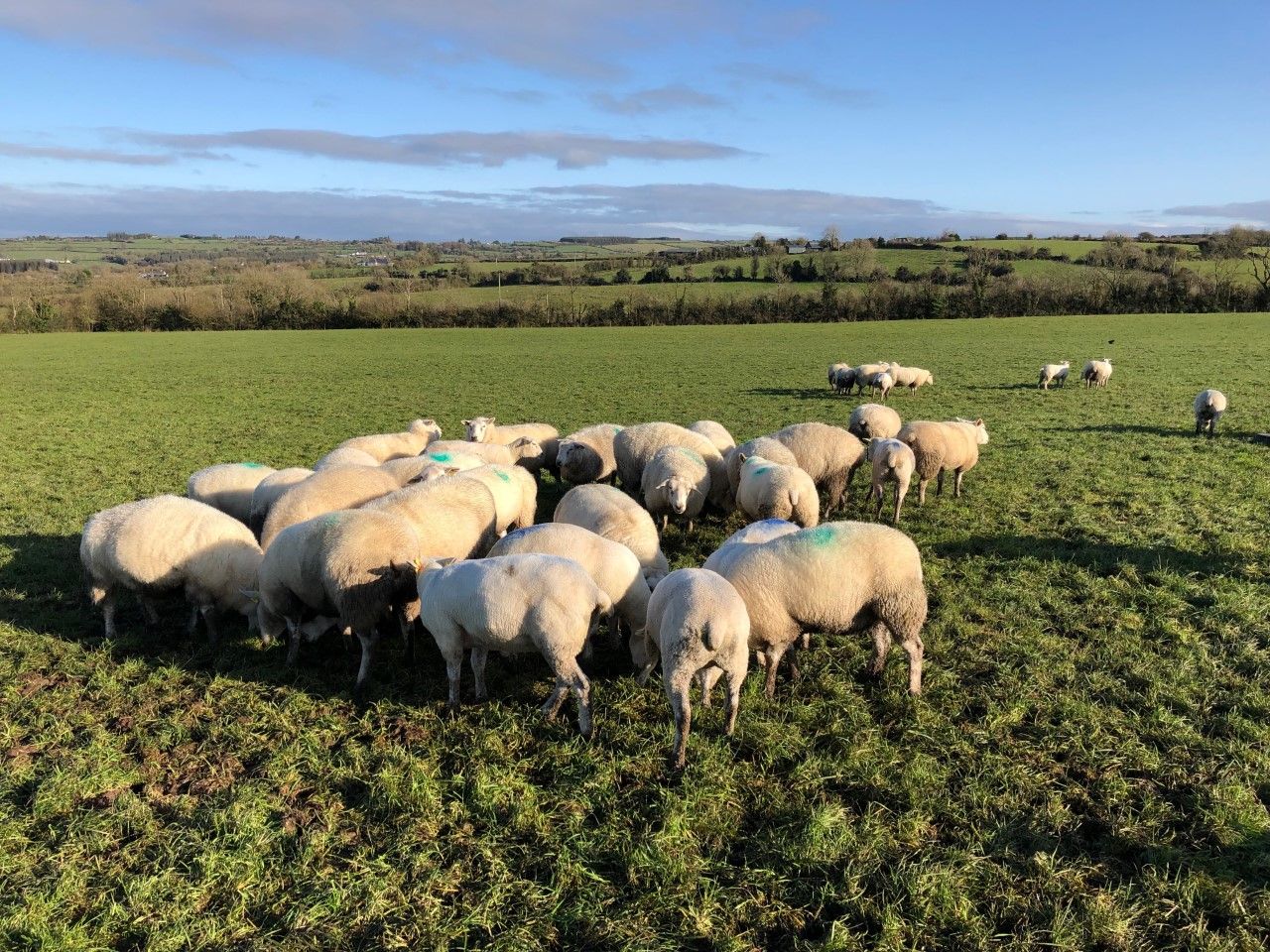Is there any benefit of shearing your ewes for the housing period?