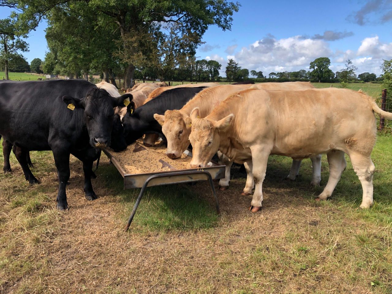 Irish farmers selling cattle and buying soya could be impacted by new EU law