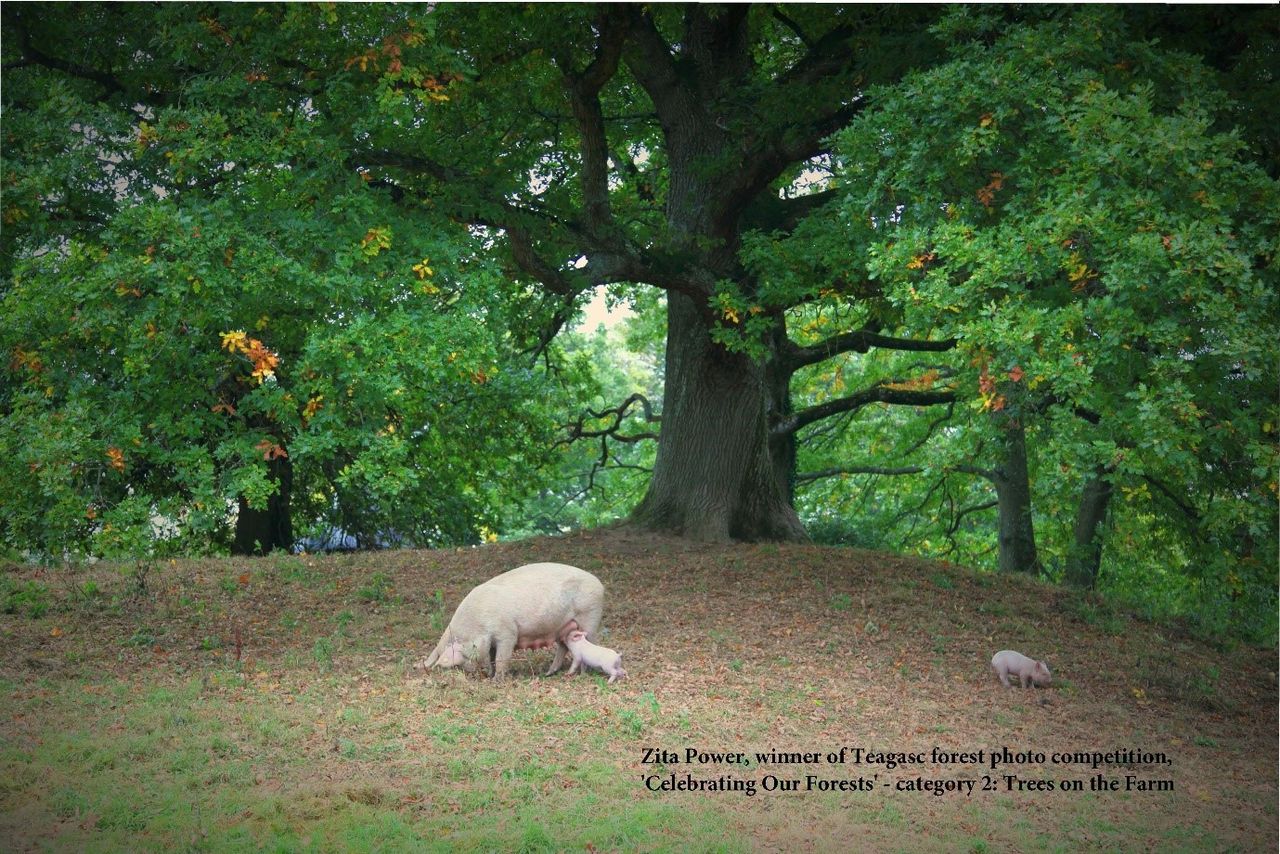 Trees on the Farm: Photo competition winner revealed