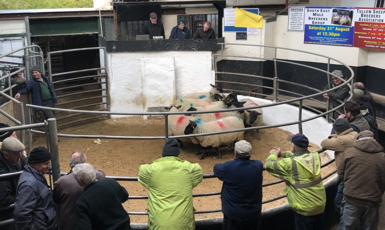 Overall improved sheep trade at Tullow Mart says manager