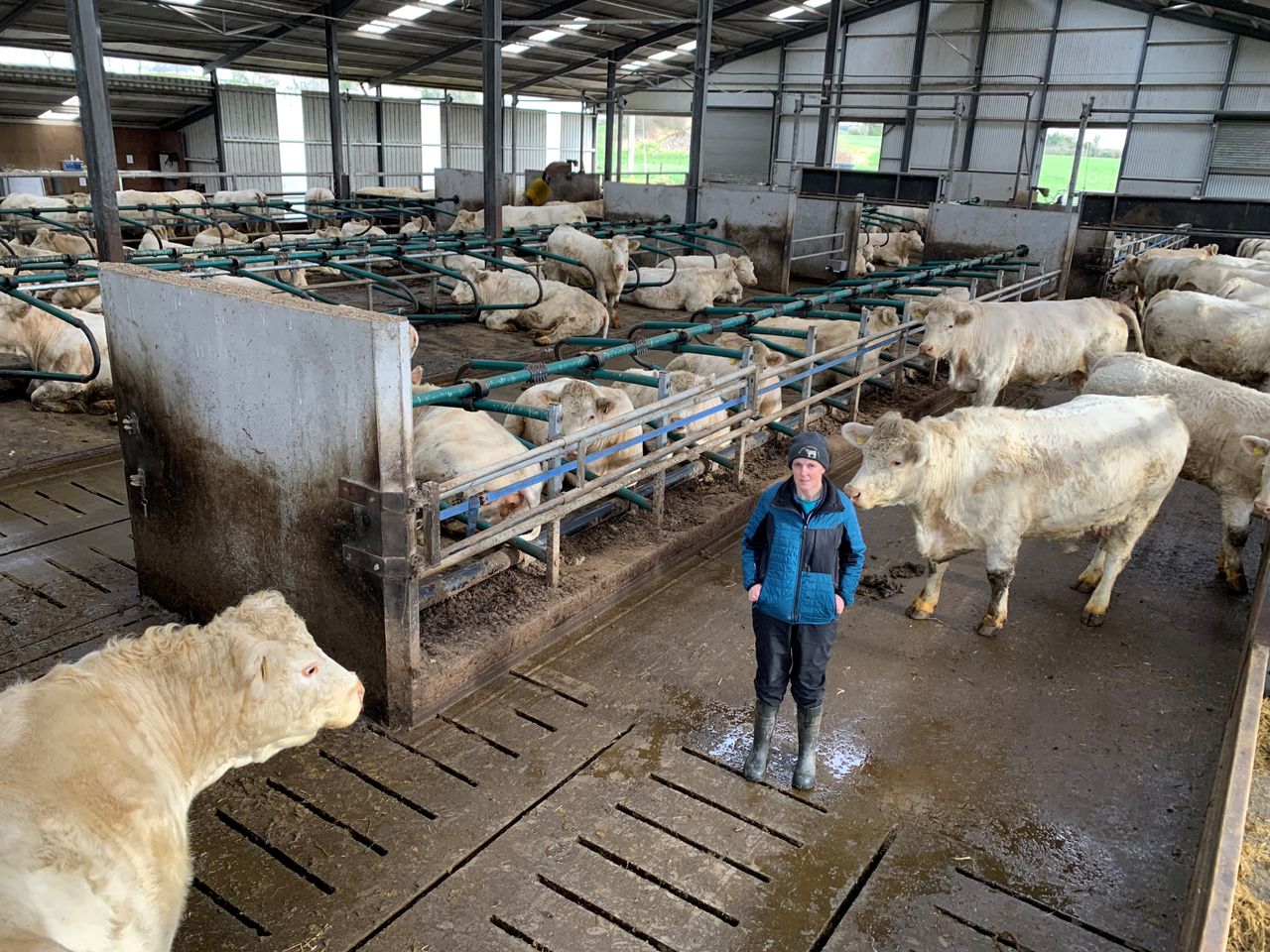 Beef Focus: Modern pedigree Charolais operation in Cavan