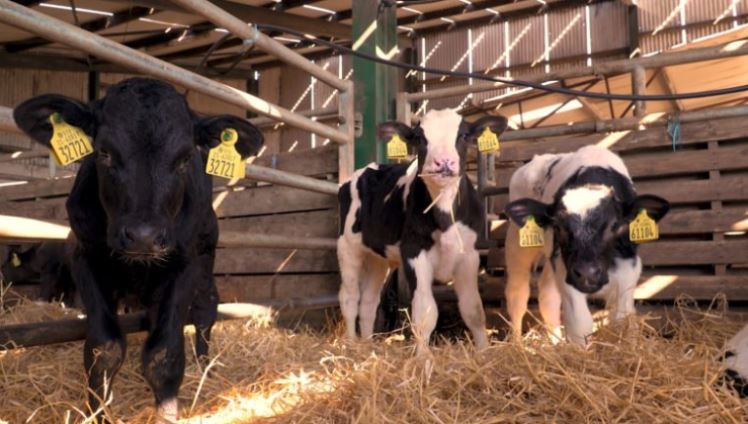 Calf trade: Numbers begin to creep up in marts