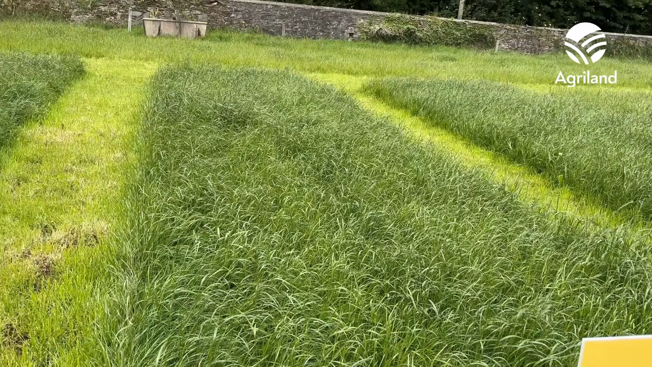 Test plots: Which fertiliser type grew the best sward of grass?