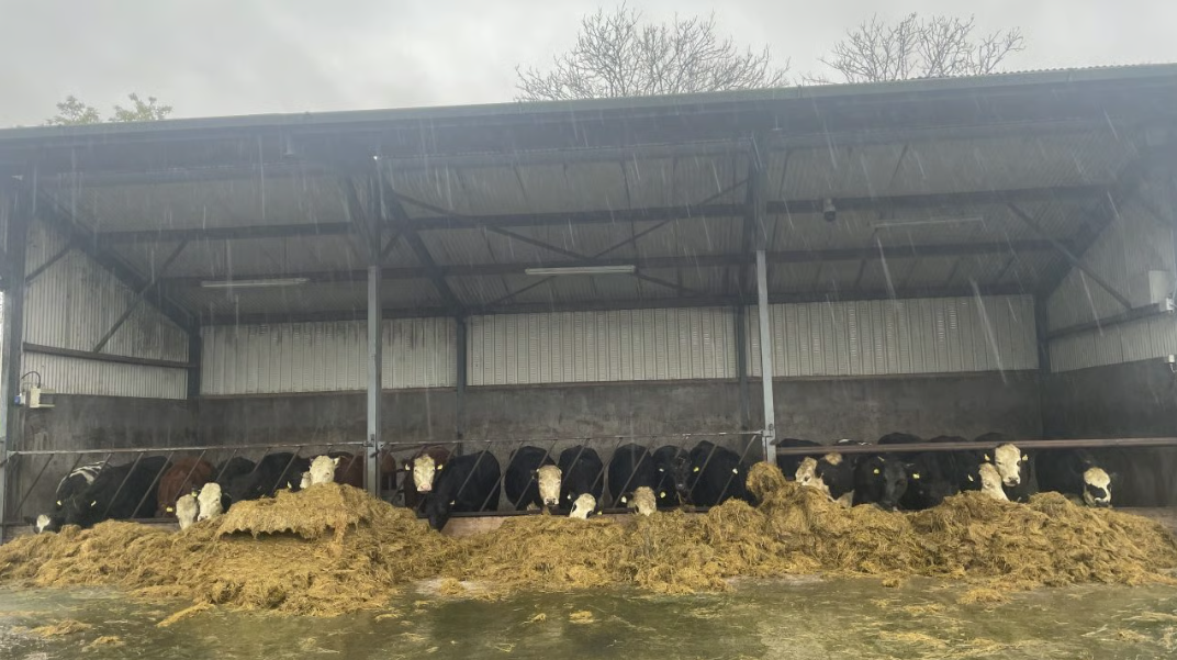 Factory quotes: Beef price cuts largely stalled for this week