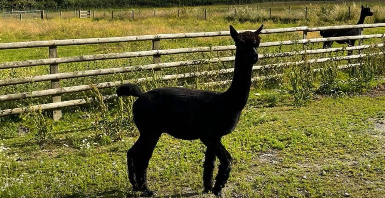 Gloucester TB-positive alpaca destroyed, Defra confirms