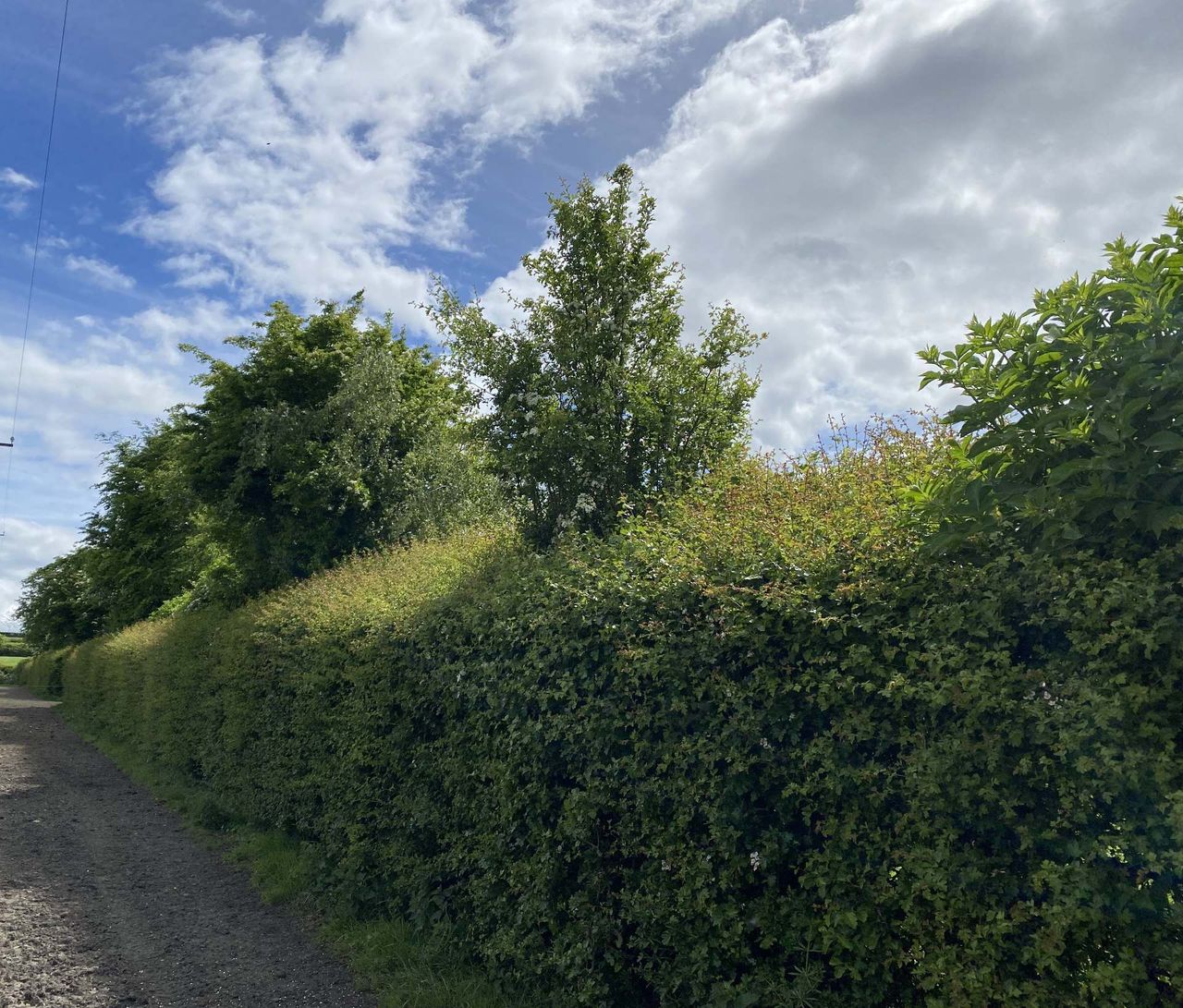 CAFRE reminder not to cut hedges or trees in closed period