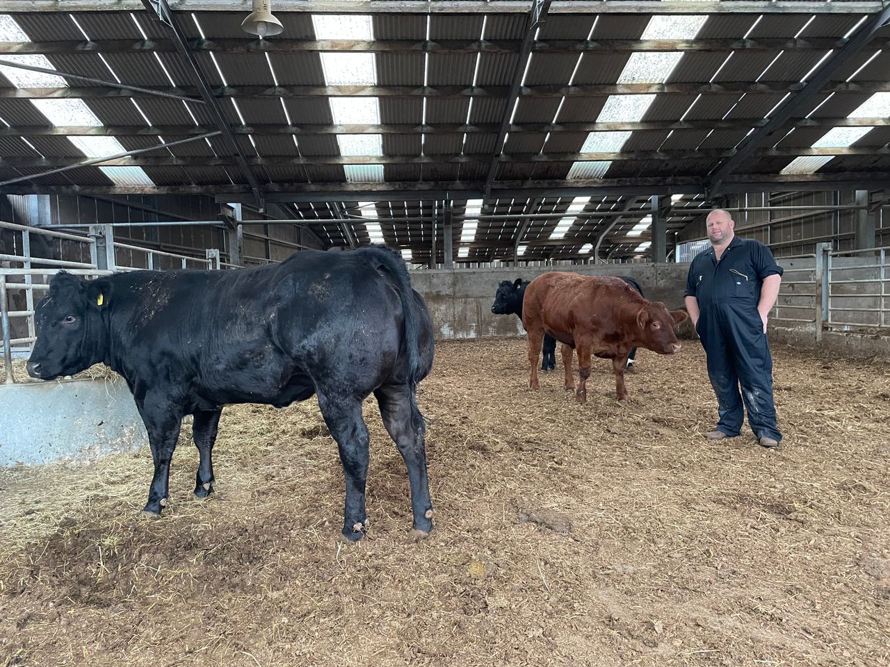 85 springing heifers set for Ballymena 'Leading Ladies' sale