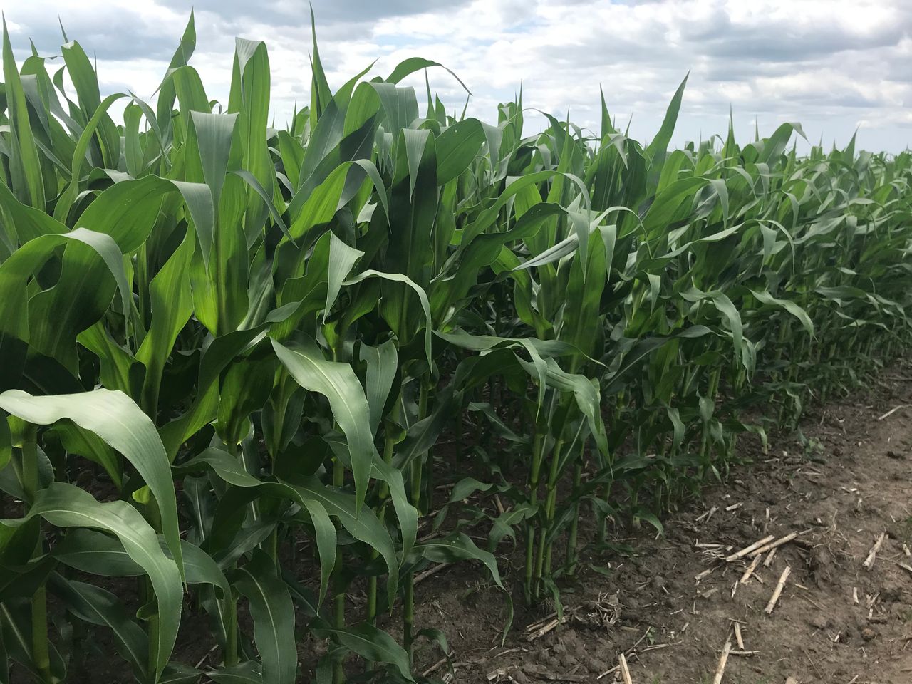 September maize harvest on the cards