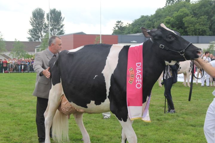 Cream of the crop, Virginia Show winners
