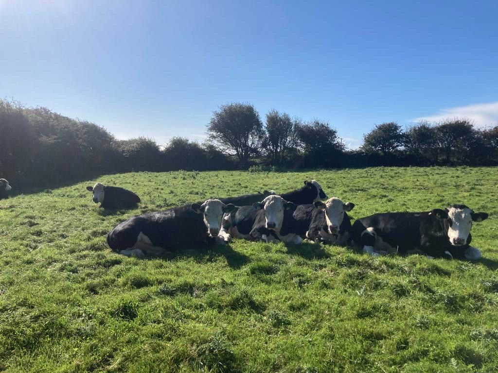 Beef kill: Highest weekly throughput of steers so far this year