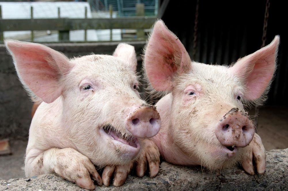 Second pig farm in Northern Ireland to have output of 40,000 pigs