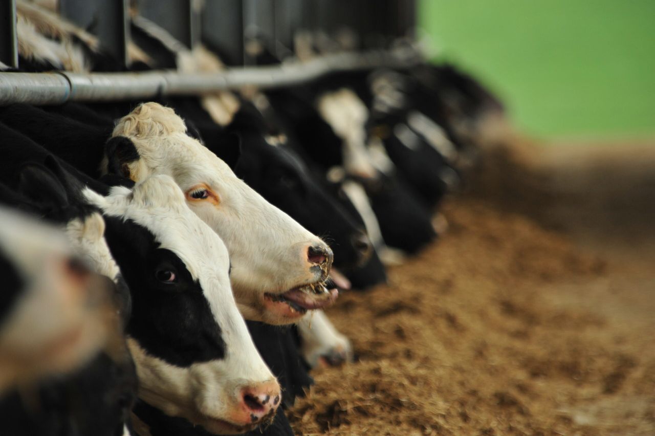 Huge scope to improve the longevity of the national dairy herd