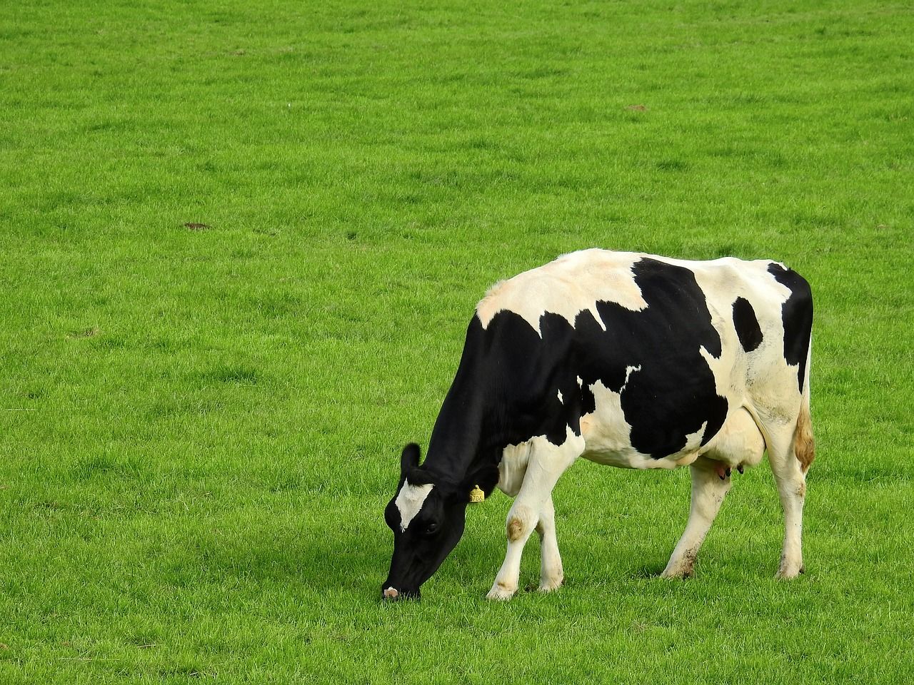 'Irish dairy is going to blast back in 2025' - Mulvihill