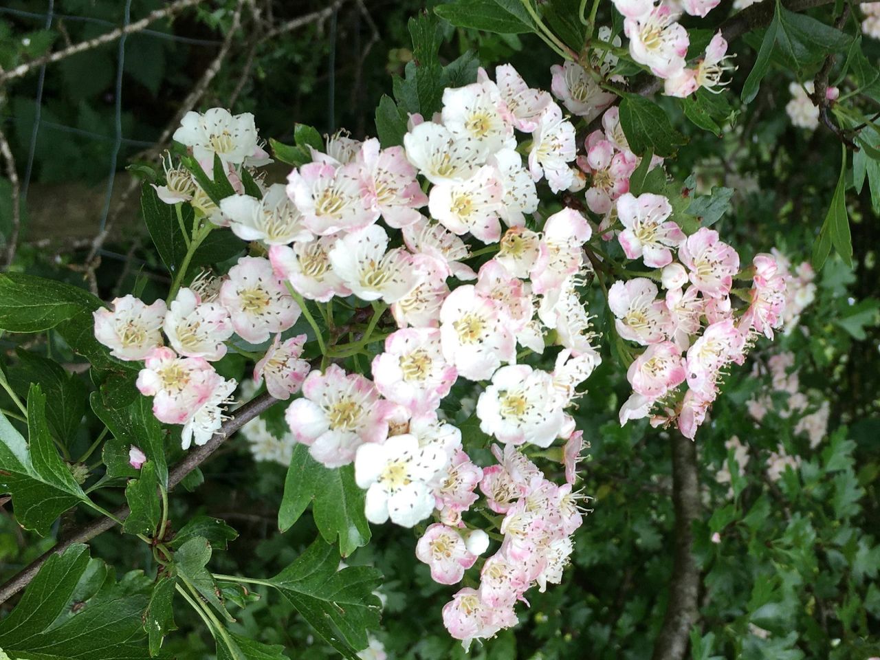CAFRE: Hedgerow managing tips that 'benefit' the environment