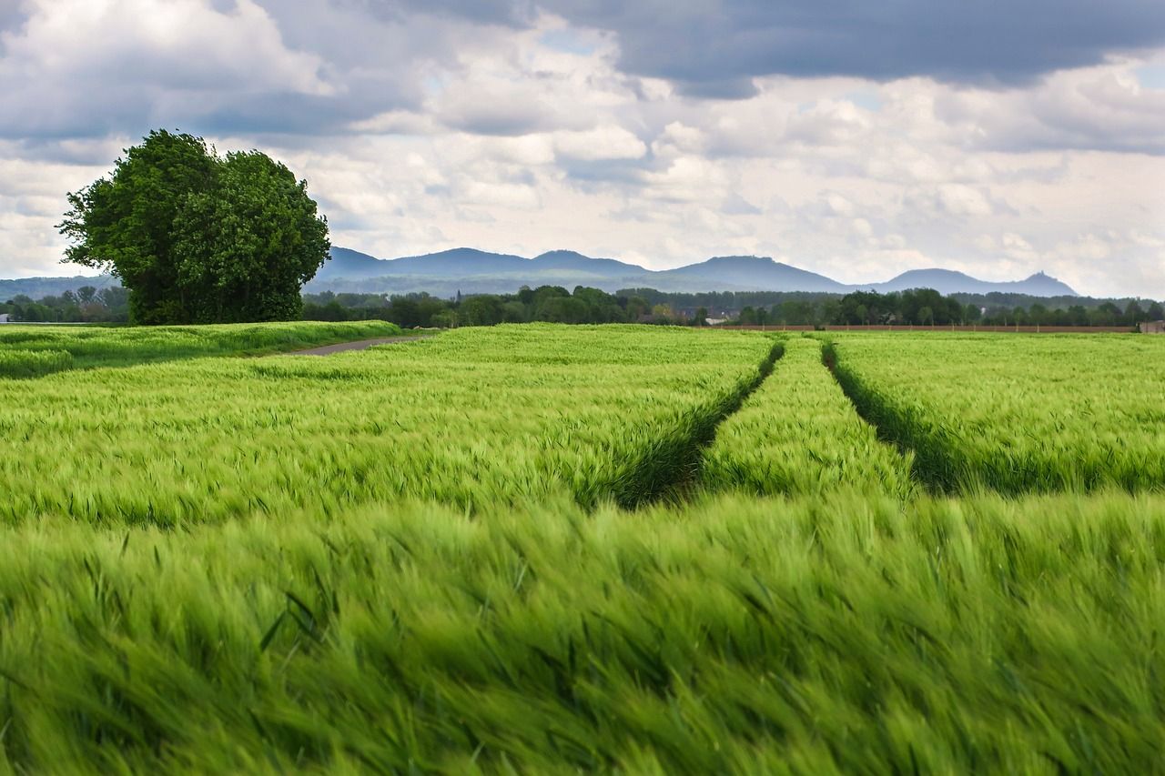 Ciaran Fitzgerald: Agriculture - complexity and begrudgery