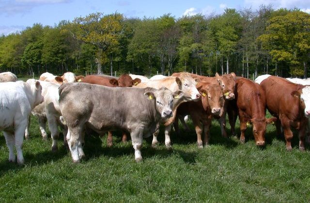 Irish beef factory prices – regional differences evident across all categories