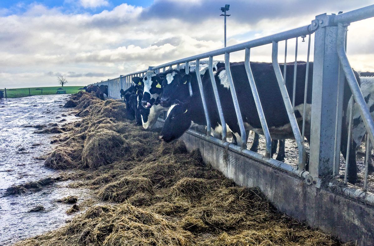 Dairy focus: Scottish man develops 350-cow unit in Co. Westmeath