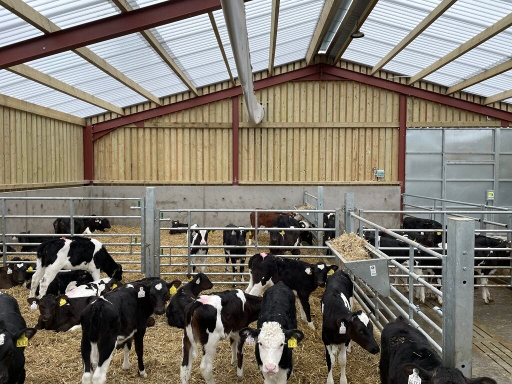 New national calf research centre to open in early 2025