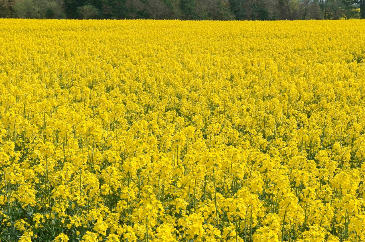 Caution needed with herbicide on oilseed rape