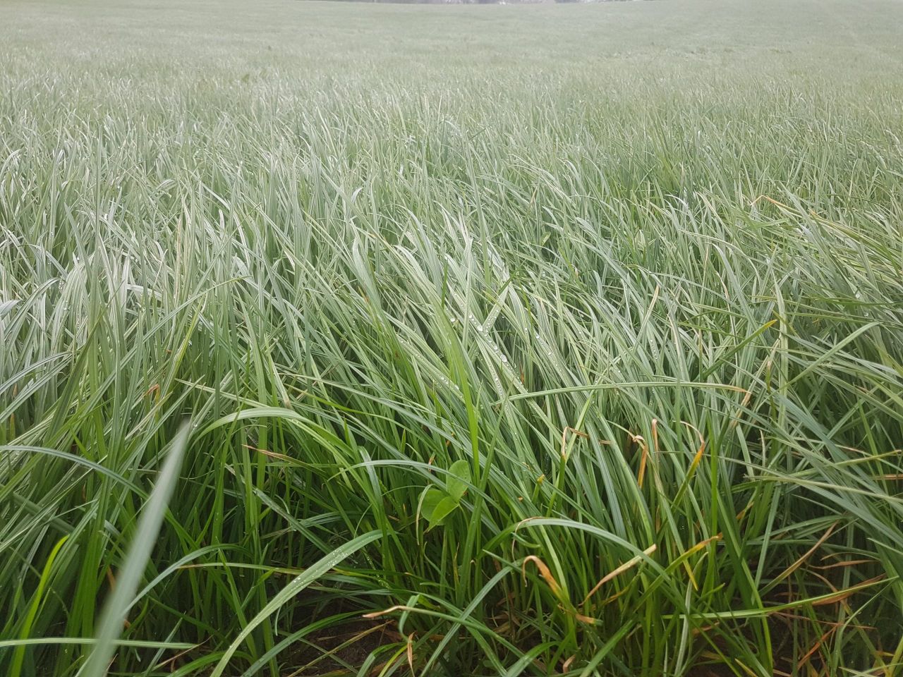 Grass growth: The boom is back