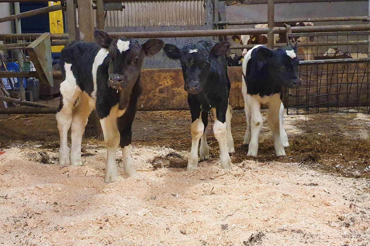 Co. Kerry farmer gets 3 calves for the price of 1