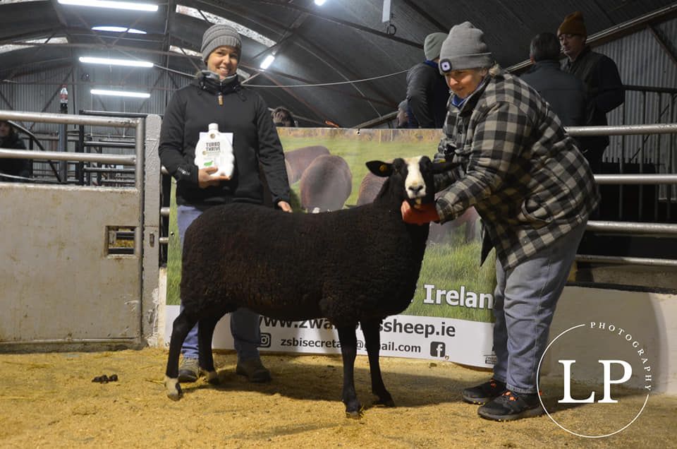 New female record at inaugural Zwartbles sale
