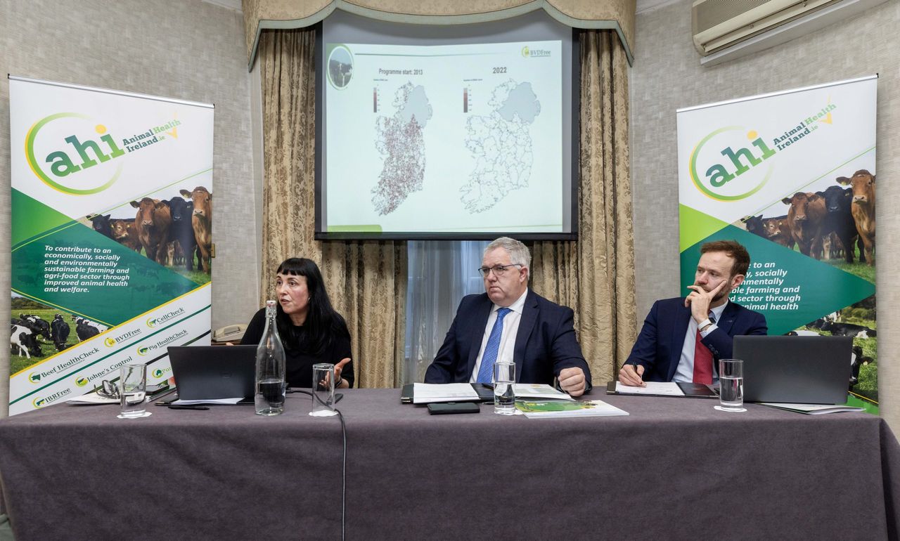 AHI hopeful compensation rates for BVD positive calves can rise