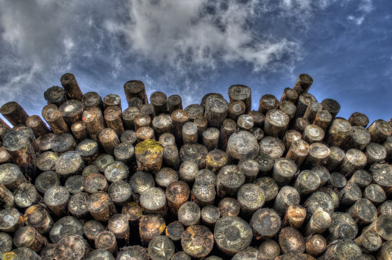 Oireachtas report 'demonstrates need for urgent action' under new forestry plan - FII