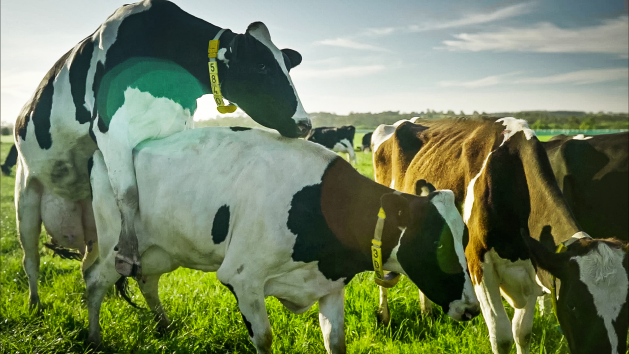 Irish dairy monitoring company expands to NZ