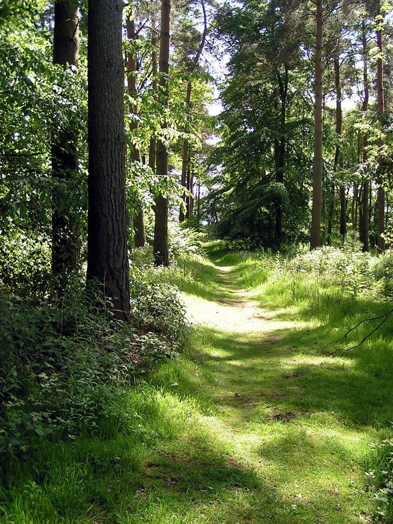 Doyle opens Forestry KT Group Scheme 2019