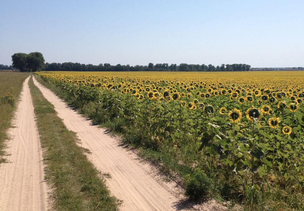Ukrainian agricultural boom: Why it matters to Irish farmers