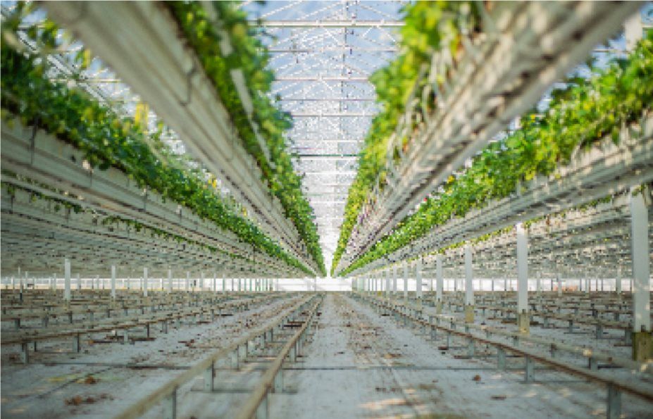 Keelings flies seasonal farm workers to Ireland