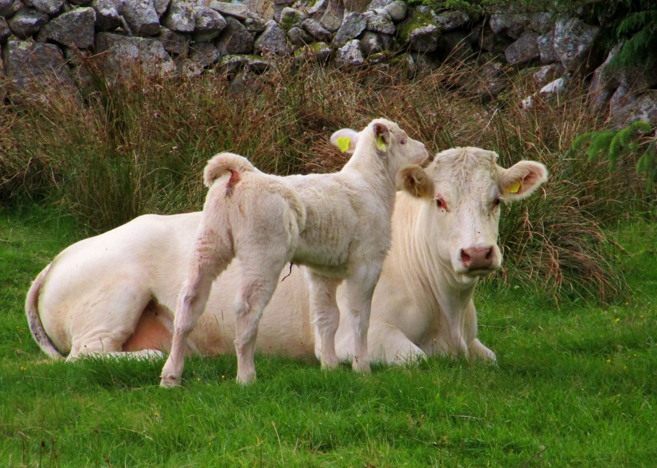 Dublin farm seeks manager for 30-cow herd with €35-40k salary