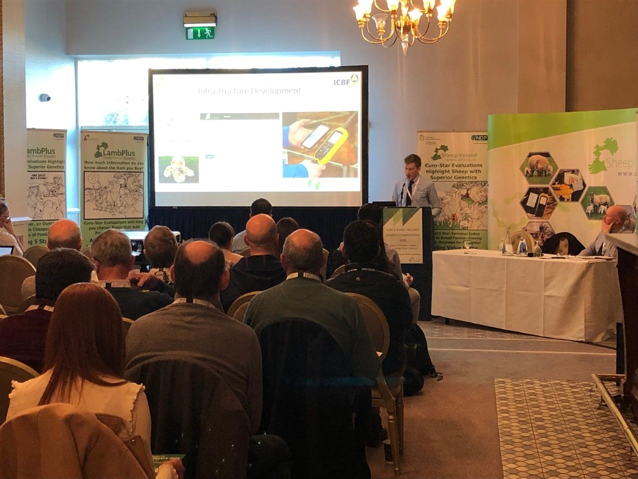 'We have 10,000 ewes across all programmes, but we need more' - Sheep Ireland