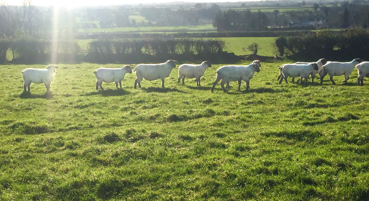 How to qualify for the Sheep Improvement Scheme