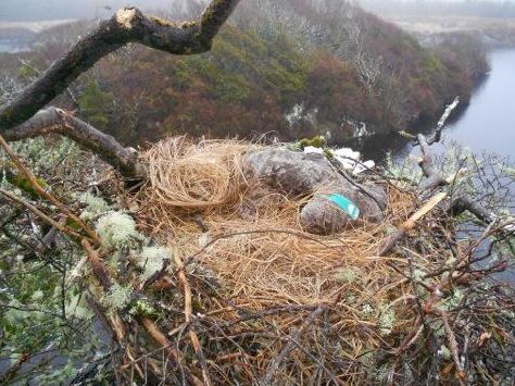 13th confirmed poisoning of White-tailed Eagle