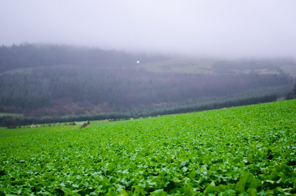 Farmers warned of 'dirty lamb' risk from grazing forage crops
